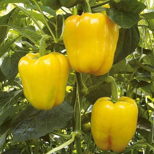 Yellow Pepper Seeds – Heirloom, Non-GMO, High Germination Organic Garden Seeds Planting