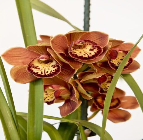 Braune Cymbidium-Blumensamen – Alte Sorte, gentechnikfrei, hohe Keimrate, Bio-Gartensamen zum Pflanzen