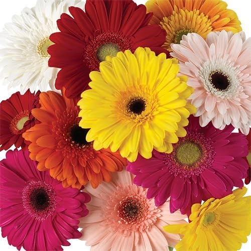 Perennial Gerbera Flower Seeds Mixed – Heirloom, Non-GMO, High Germination Organic Garden Seeds for Planting