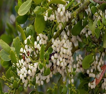 Mistletoe Seeds White Heirloom Non-GMO High Germination Organic Garden Seeds