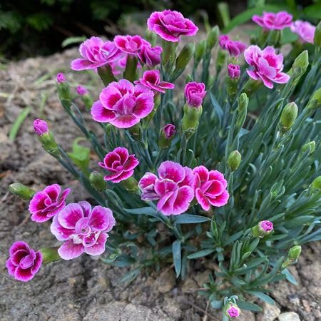 pink carnation flower seeds