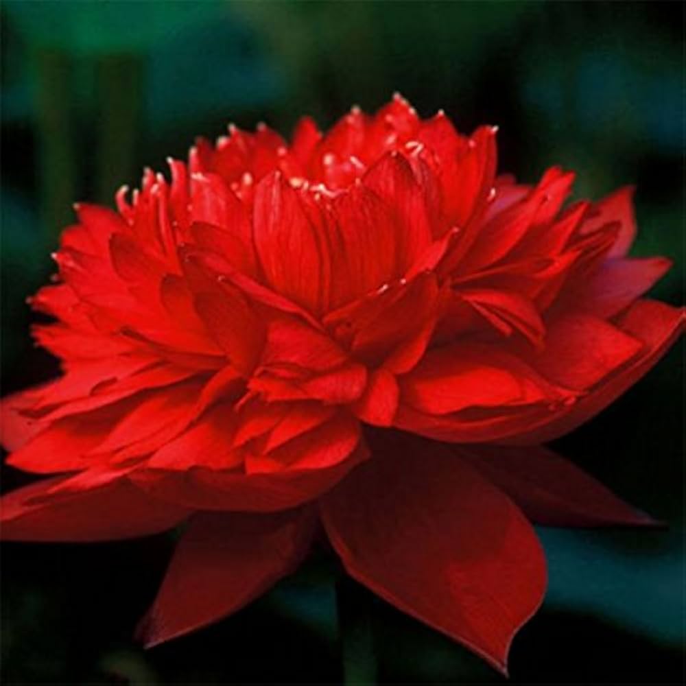 red longevity flower seeds
