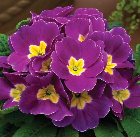Violet Primrose Flower Seeds – Heirloom Non-GMO High Germination Organic Garden Seeds for Planting