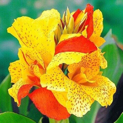 Yellow Orange Canna Lilly Flower Seeds – Heirloom, Non-GMO, High Germination Organic Seeds