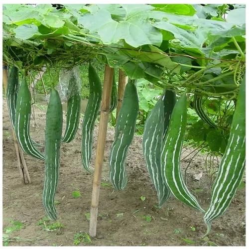 Trichosanthes Cucumerina Samen – Alte Sorte, gentechnikfrei, keimfreudig, Bio-Gartensamen zur Aussaat