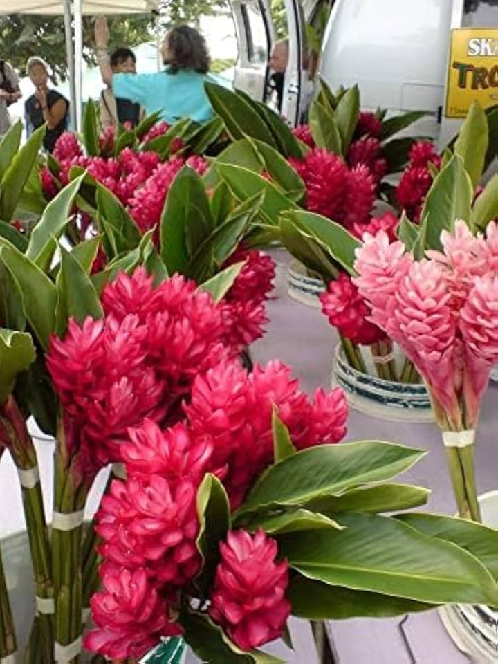 Curcuma Flower Seeds Red – Heirloom Non-GMO High Germination Garden Seeds