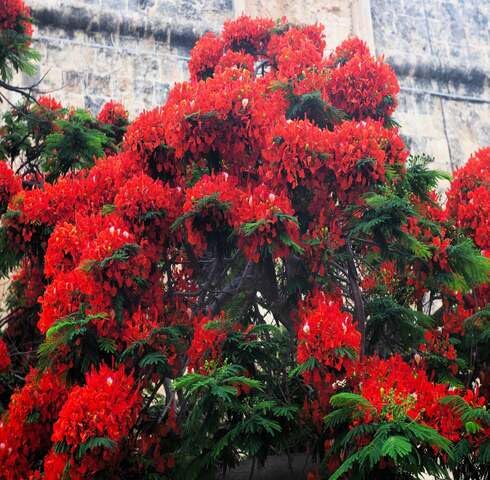green red flower seeds