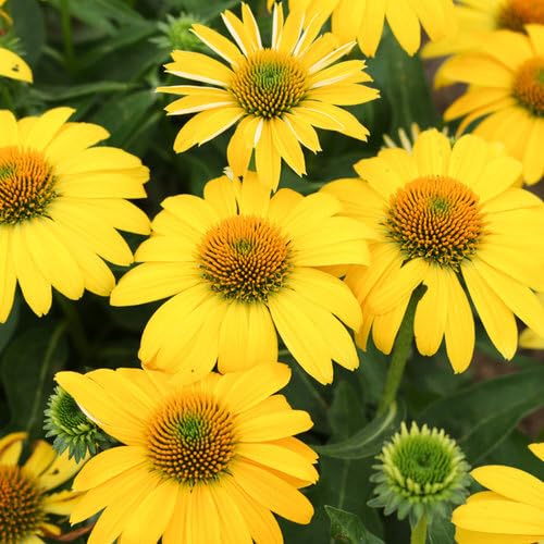 Yellow Cone Flower Seeds for Planting – Heirloom Non-GMO High Germination Seeds