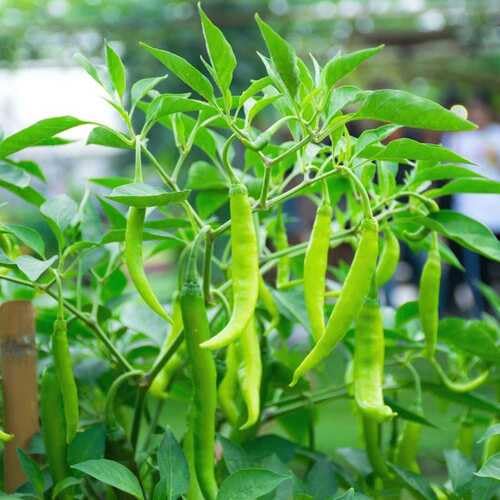 Green Chilli Seeds – Heirloom, Non-GMO, High Germination Organic Garden Seeds Planting
