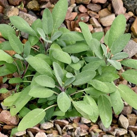 Sage Plant Seeds Green Heirloom Non-GMO High Germination Organic Garden Seeds for Planting