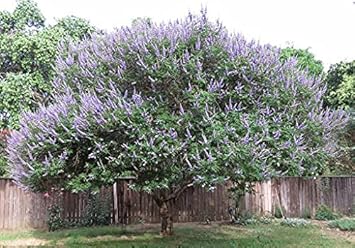 castustreeheirloomnongmo flower seeds