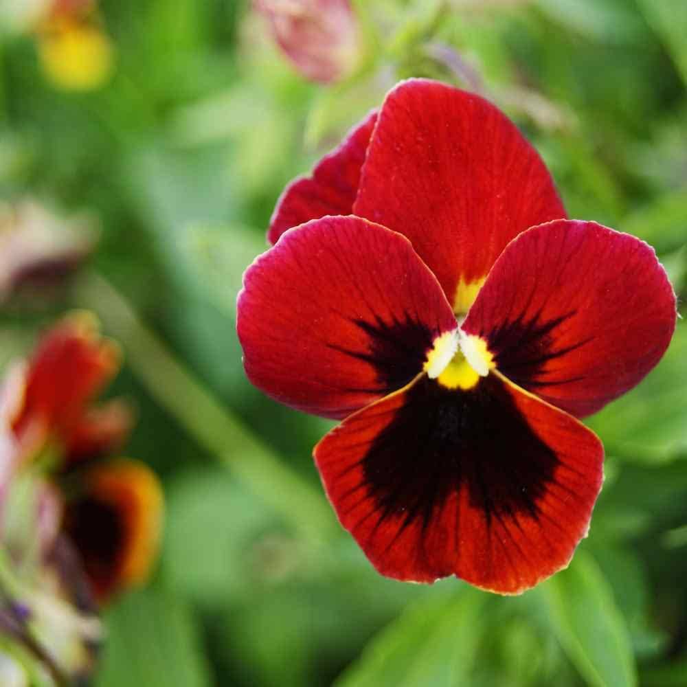 red pansy flower seeds