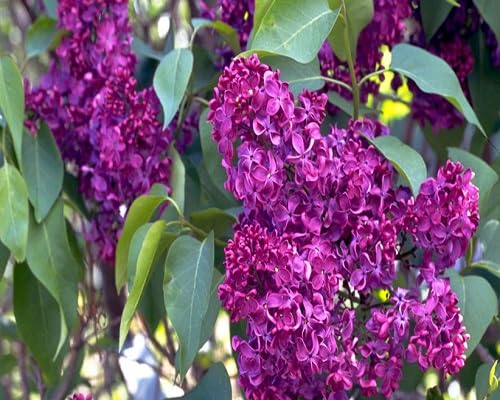 Semillas de flores de osmanto morado - Variedad tradicional, sin OGM, semillas de jardín orgánicas de alta germinación para sembrar