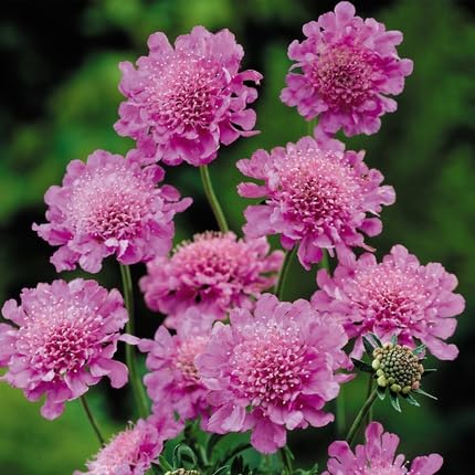 Violet Scabiosa Flower Seeds for Planting – Heirloom, Non-GMO High Germination Organic Garden Seeds