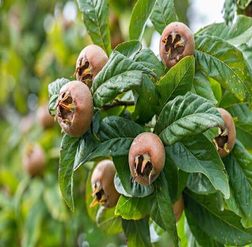 Brown Medlar Seeds – Heirloom, Non-GMO, High Germination Organic Garden Seeds
