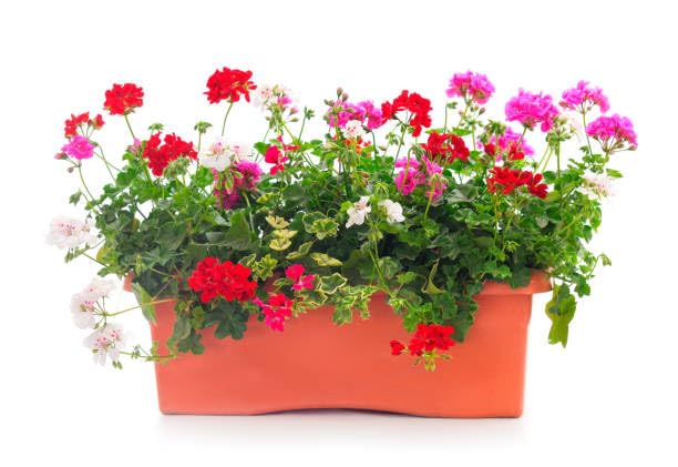 Geranium Perennial Flower Seeds for Planting – Heirloom Non-GMO Organic Garden Seeds High Germination