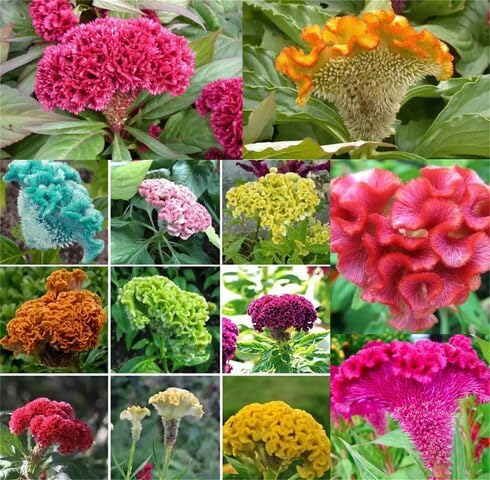 Mixed Cockscomb Flower Seeds – Heirloom, Non-GMO, High Germination Seeds