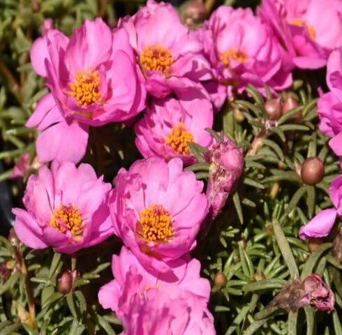 Pink Portulaca Grandiflora Flower Seeds Heirloom Non-GMO High Germination Organic Garden Seeds for Planting