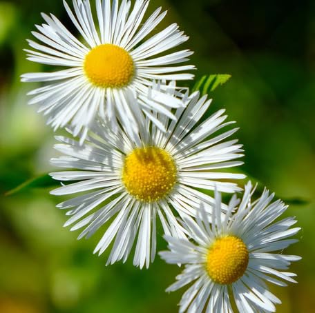 White Erigeron Flower Seeds Heirloom Non-GMO High Germination Organic Garden Seeds for Planting