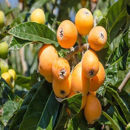 Medlar Seeds – Heirloom, Non-GMO, High Germination Organic Garden Seeds