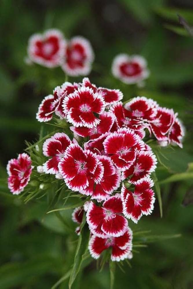 Red Galanthus Flower Seeds – Heirloom, Non-GMO, High Germination Organic Seeds