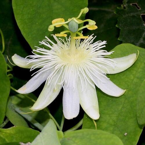 White Passiflora Flower Seeds for Planting – Heirloom, Non-GMO, High Germination