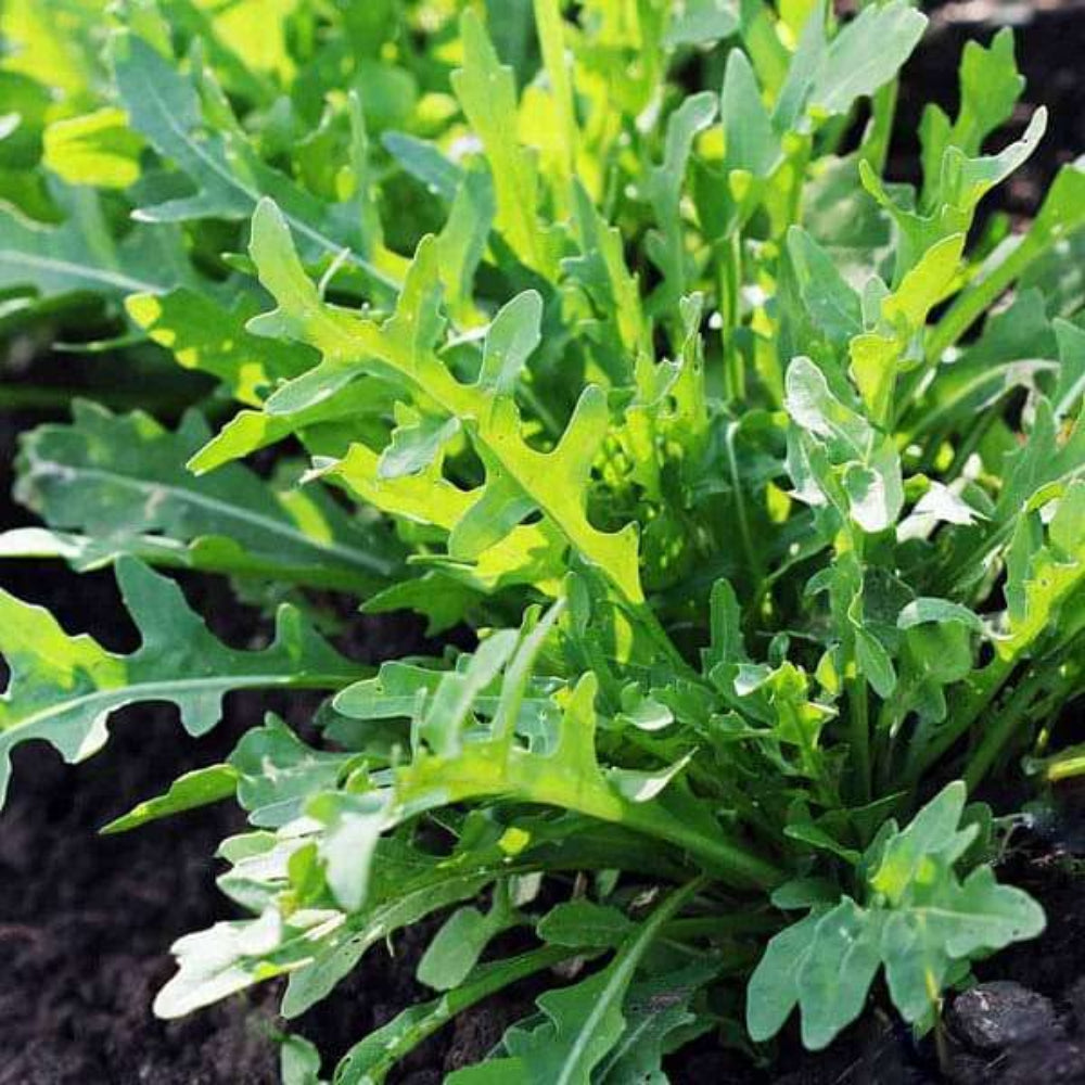 Green Rocket herb seeds