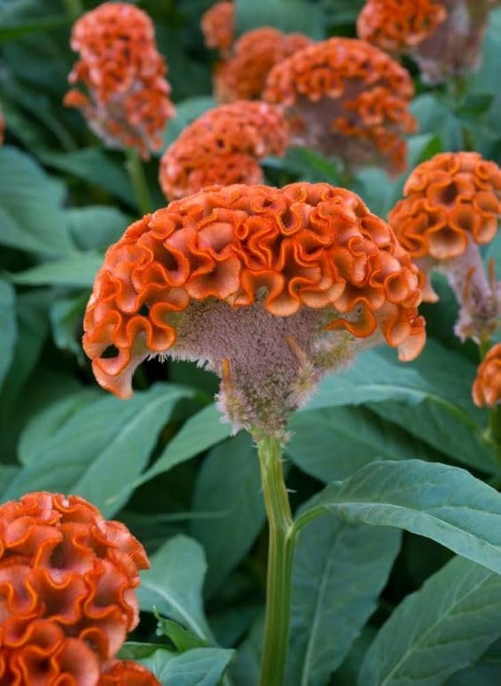 Cockscomb Flower Seeds Orange – Heirloom, Non-GMO, High Germination Organic Garden Seeds for Planting
