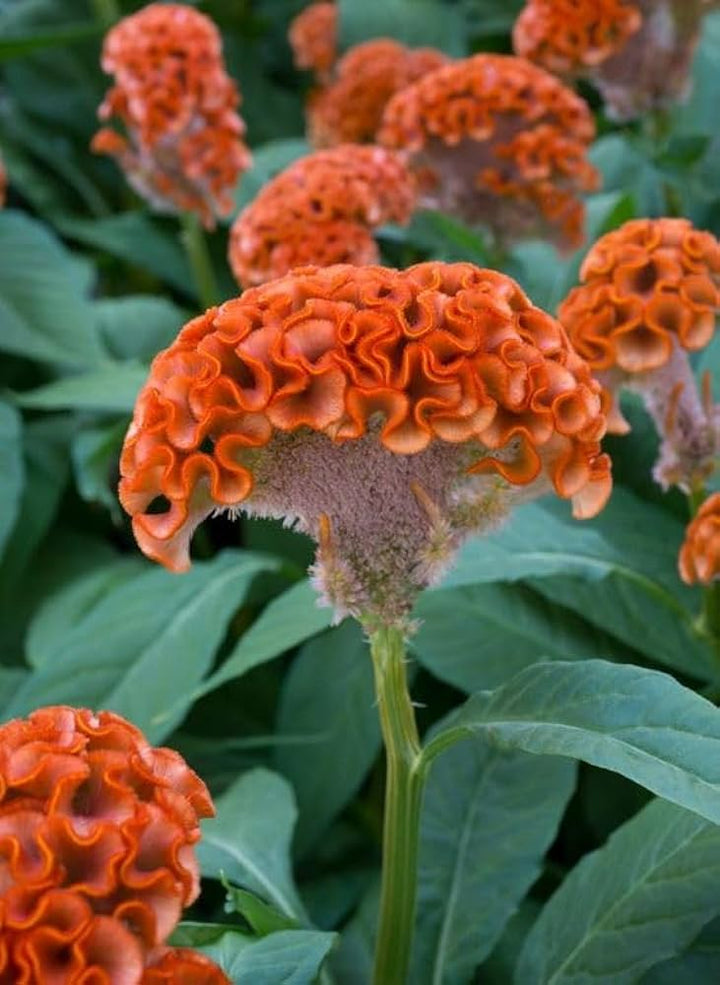 Cockscomb Flower Seeds Orange – Heirloom, Non-GMO, High Germination Organic Garden Seeds for Planting