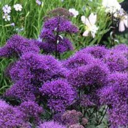 Purple Trachelium Flower Seeds Heirloom Non-GMO High Germination Organic Garden Seeds for Planting