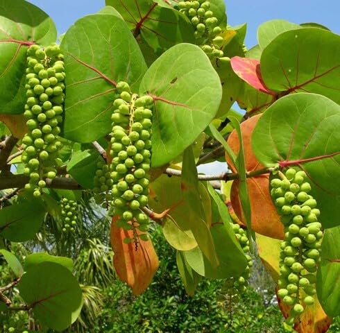 Green Coccoloba Uvifera Seeds Heirloom Non-GMO High Germination Organic Garden Seeds for Planting