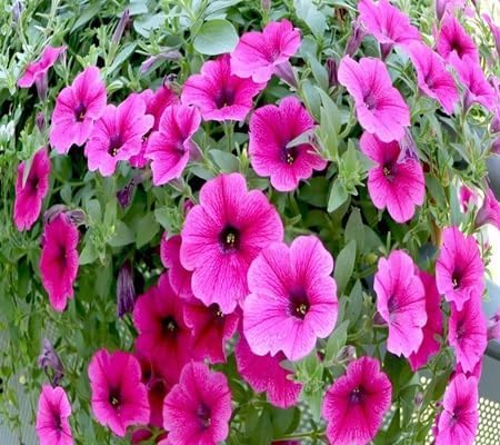 petunia flower flower seeds