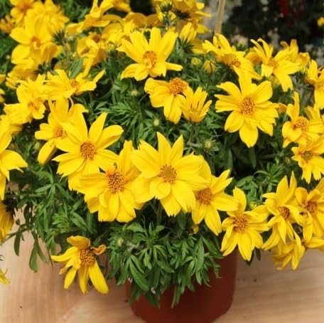 yellow bidens flower seeds