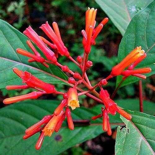 red hamelia flower seeds