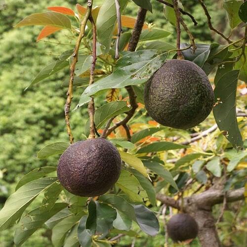 Avocado Seeds – Heirloom, Non-GMO, High Germination Organic Garden Seeds