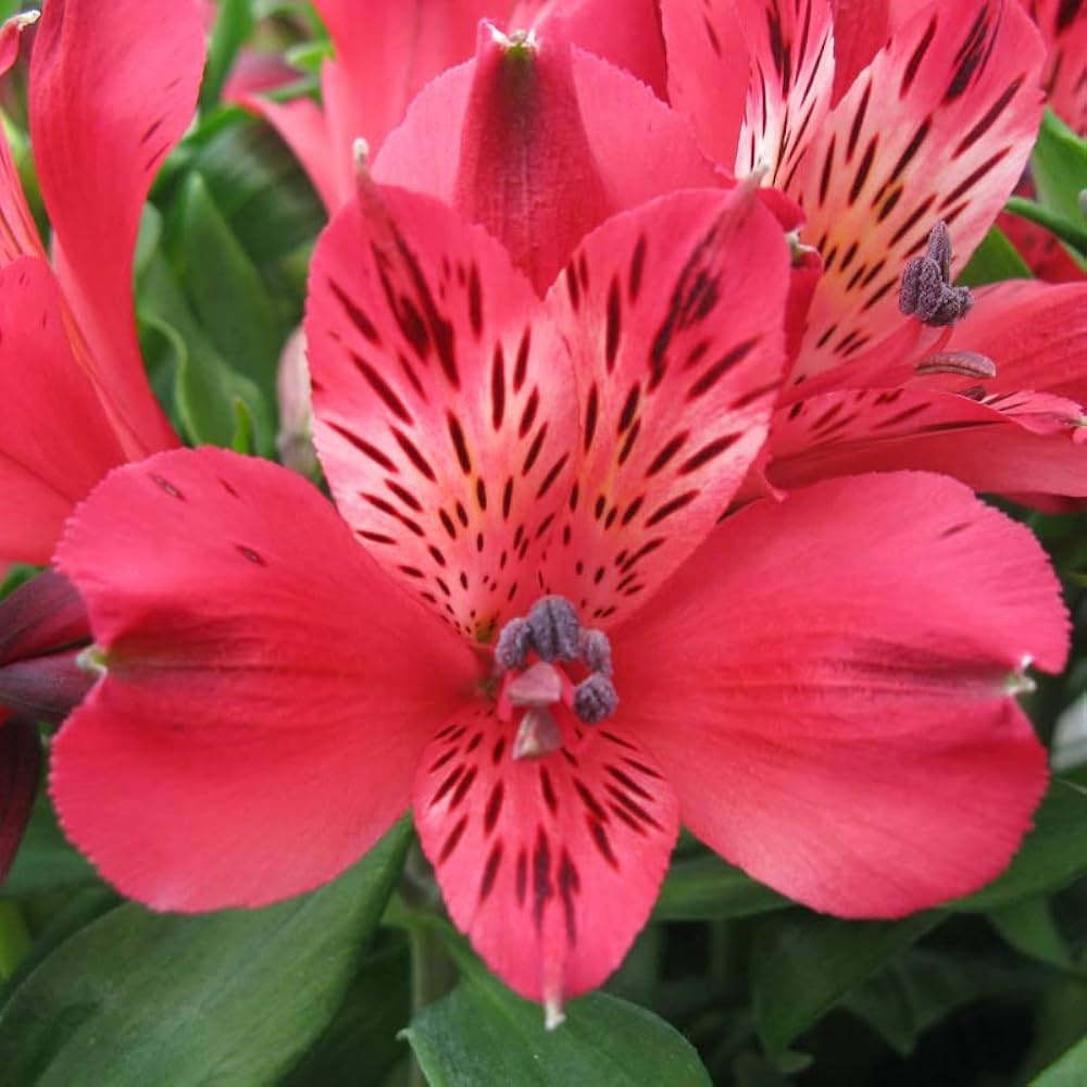 peruvian lily flower seeds