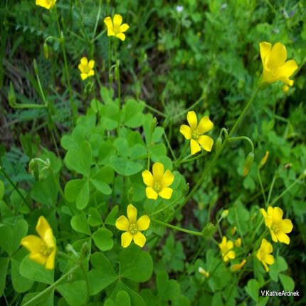 Yellow Oxalis Articulata Flower Seeds Heirloom Non-GMO High Germination Organic Seeds