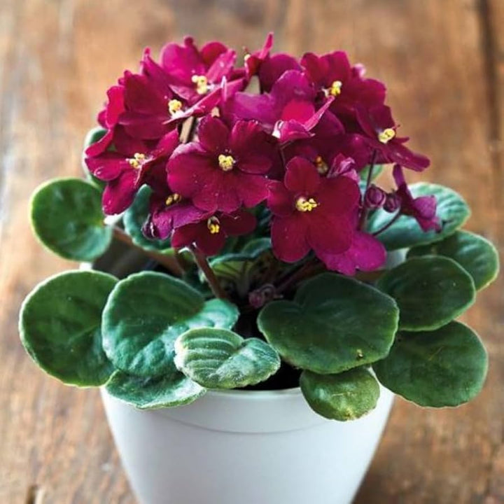Maroon Saintpaulia Flower Seeds – Heirloom Non-GMO High Germination Seeds