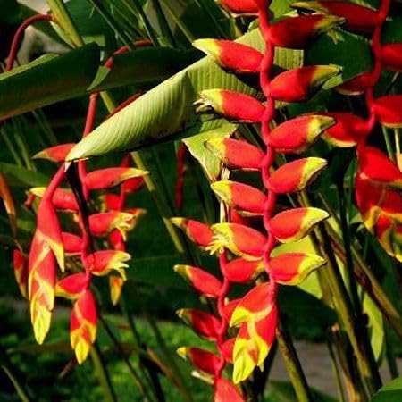 Red Heliconia Flower Seeds – Heirloom Non-GMO High Germination Organic Garden Seeds for Planting