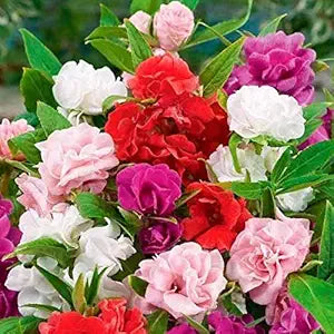 red bright flower seeds