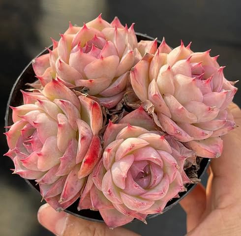 red echeveria flower seeds
