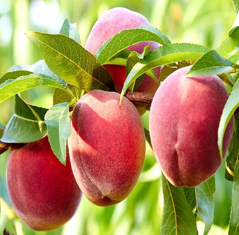 Red Peach Seeds – Heirloom, Non-GMO, High Germination Organic Garden Seeds