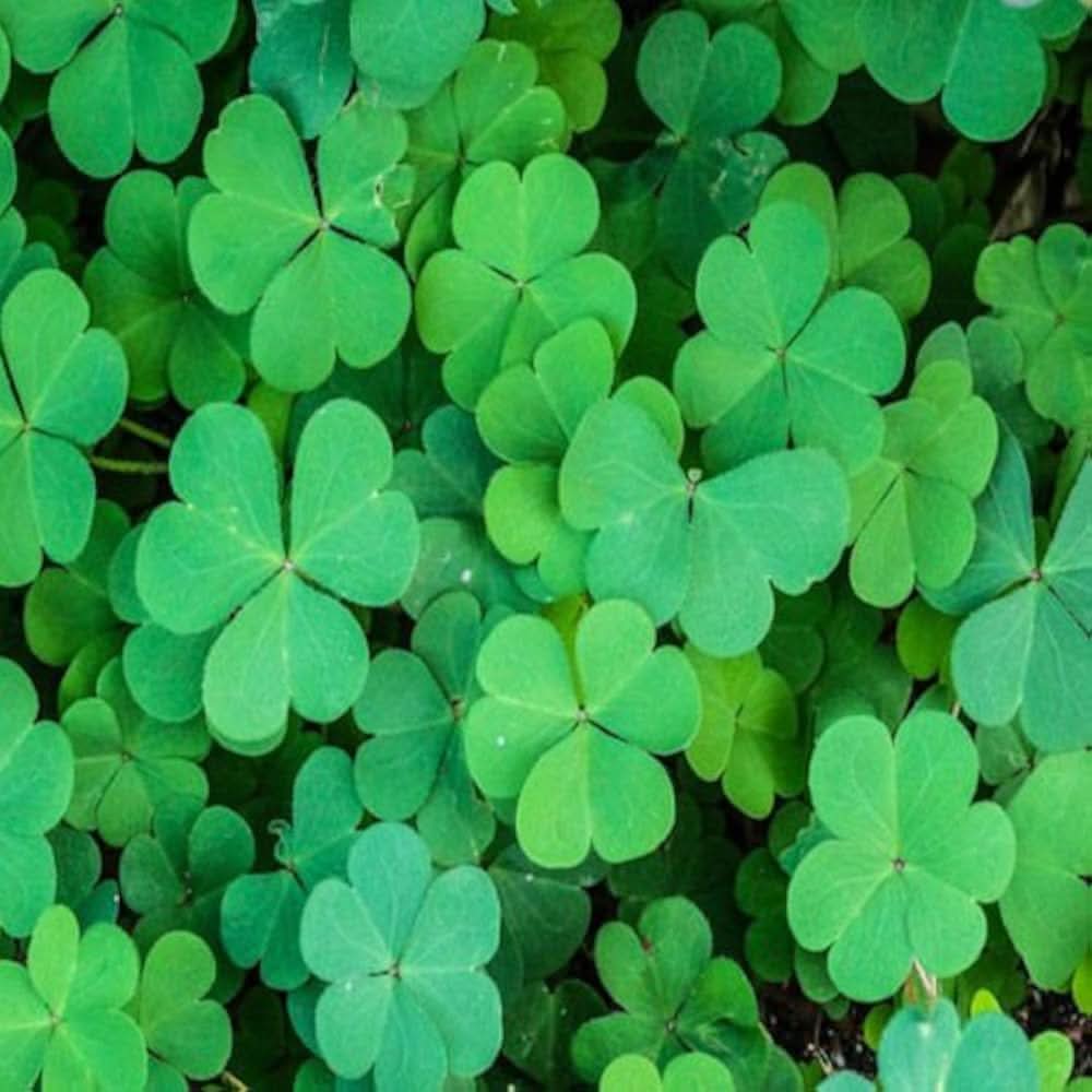 Four Leaf herb seeds