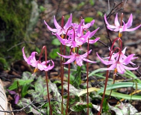 Pink Erythronium Flower Seeds Heirloom Non-GMO High Germination Organic Garden Seeds for Planting