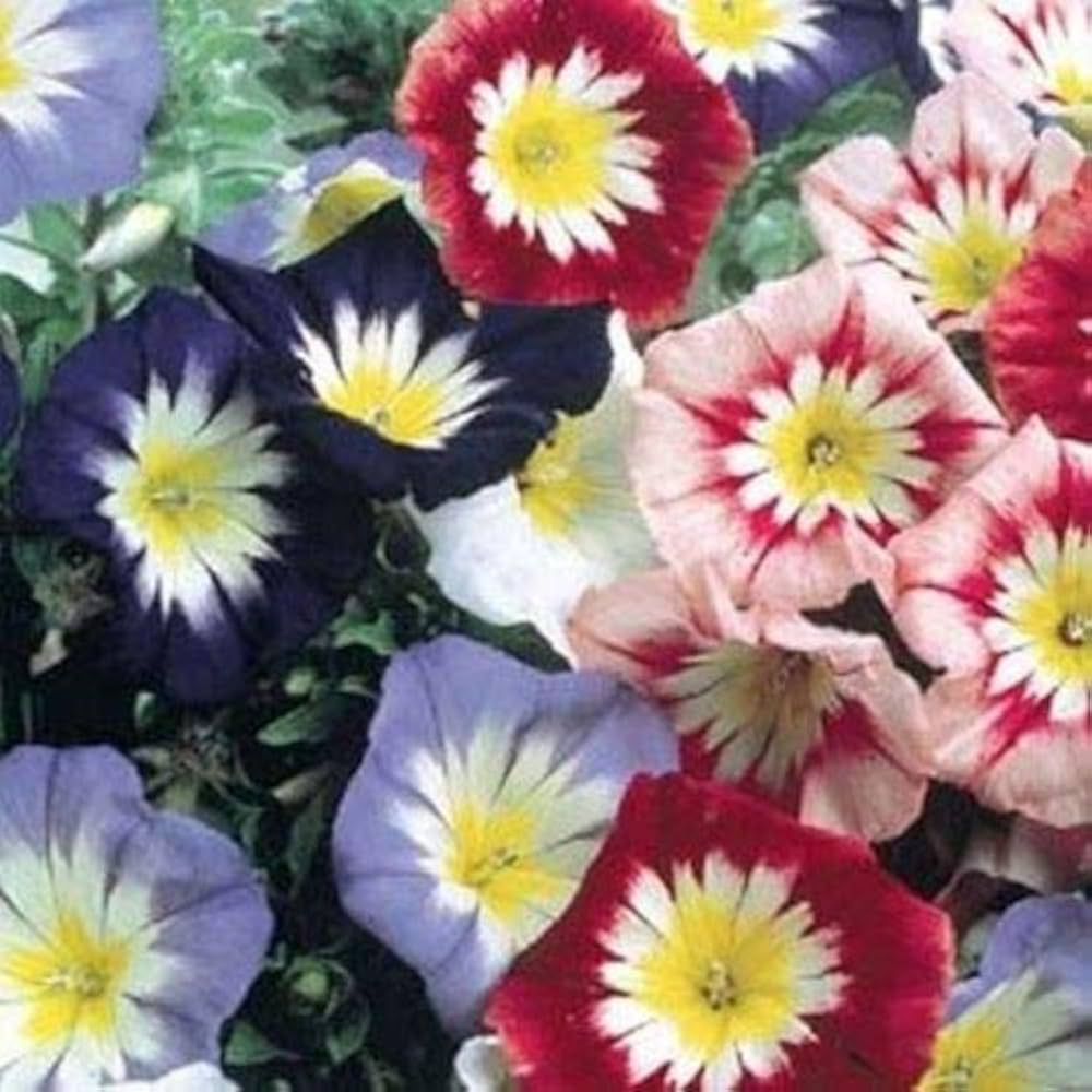 white morning flower seeds