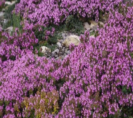 Creeping Thyme Flower Seeds Heirloom Non-GMO High Germination Organic Garden Seeds