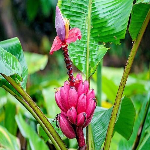 Banana Seeds – Heirloom, Non-GMO, High Germination Organic Garden Seeds