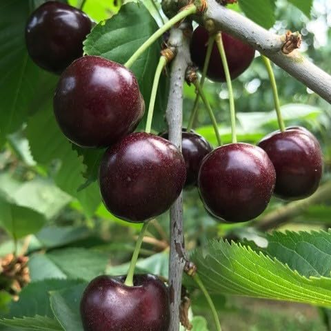 Maroon Cherry Seeds – Heirloom, Non-GMO, High Germination Organic Garden Seeds