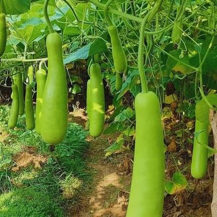 Giant Bottle Gourd Green Seeds – Heirloom, Non-GMO, High Germination Organic Garden Seeds Planting