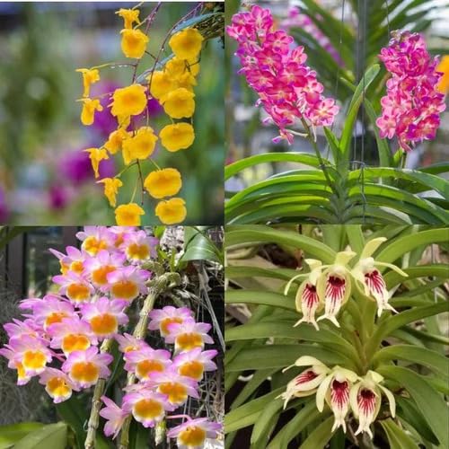 Orchid Flower Seeds – Heirloom, Non-GMO, High Germination Organic Garden Seeds for Planting